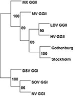 Thumbnail of Phylogenetic tree based on a 198-nt region of the gene coding for RNA-dependent RNA-polymerase (located in ORF1), showing patient and water samples and some prototype strains of calicivirus from the GenBank database (accession no.: MX, Mexico U22498; MV, Melksham X81879; HV, Hawaii U07611; LDV, Lordsdale X86557; DSV, Desert Shield U04538; SOV, Southampton L07418; NV, Norwalk M87661; Gothenburg AF365989). Bootstrap values are given in percentage at the nodes.