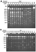 Thumbnail of Pulsotypes and? pulsosubtypes of S. enterica serotype Typhimurium from humans and pigs obtained by pulsed-field gel electrophoresis (PFGE) after digestion with XbaI (A) and BlnI. (B). Lanes M, molecular size marker. See for designations. See Table 2 and Table 3 for the designation of isolates for each indicated pulsotype or pulsosubtype.