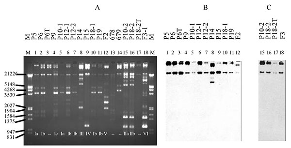 Plasmid profile (A) and hybridization with CTX-M-9 probe (B) and CMY-2 probe (C). The studied isolates, by lane, are: 1: P5, 2: P6, 3: P6T (transconjugant of P6), 4: P9, 5: P10-1, 6: P12-1, 7: P12-2, 8: P14, 9: P15, 10: P18-1, 11: P19, 12: F2, 15: P10-2, 16: P18-2, 17: P18-2T (transconjugant of P18-2), 18: F3-1, 13, and 14: plasmid control strains E. coli 678 CECT (= NCTC 50193 with the following plasmid sizes: 54.38, 7.30, 5.56, 5.14, 3.98, 3.08, 2.71, and 2.06 kb) and E. coli 679 CECT (= NCTC