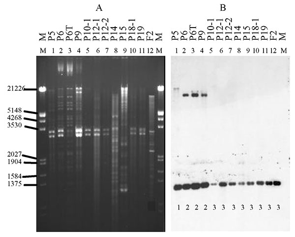 Plasmid restriction with PstI (A) and hybridization of isolates carrying the CTX-M-9 enzyme with the CTX-M-9 probe (B). The isolates are as listed in Figure 1. Below each line of hybridization, the pattern shown in the Table is indicated.