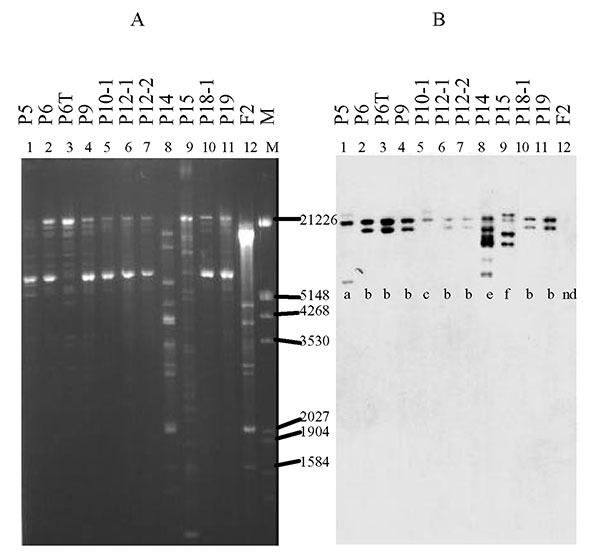 Plasmid restriction with SmaI (A) and hybridization of isolates carrying the CTX-M-9 enzyme with the CTX-M-9 probe (B). The isolates are as listed in Figure 1. Below each line of hybridization, the pattern shown in the Table is indicated.