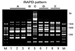 Thumbnail of Random amplified polymorphic DNA (RAPD) patterns of CTX-M-2 β-lactamase-producing Escherichia coli isolated from cattle. Lanes M, 100-bp DNA ladder; lanes 1–9, strains GS528, GS542, GS547, GS553, GS554, GS721, GS733, GS631, and GS671, respectively. Five RAPD patterns, A to E, were produced with RAPD analysis primer 4 (Amersham Pharmacia Biotech, Piscataway, NJ).