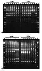 Thumbnail of Repetitive-element sequence–based polymerase chain reaction analysis of genomic DNA from various Escherichia coli strains using REP (A) and ERIC (B) primers. Lanes 1 and 2, O153:H7 DNA (rabbit isolates 02-3446 and 02-3301, respectively); Lanes 3–5, O153:H- DNA (rabbit isolates 01-3014, 02-3050, and 02-3300); Lanes 6 and 7, O153:H- DNA (human isolates, ECRC 99-1808 and 99-1818); Lane 8, no DNA; Lanes 9 and 10, O145:H7 DNA (rabbit isolates 02-3448 and 02-3205); Lanes 11–13, O145:H- DN
