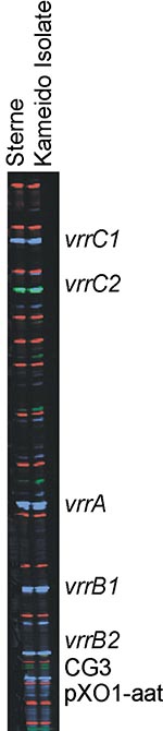 Thumbnail of Multiple-locus, variable-number tandem repeat analysis genotype of all 48 Kameido isolates and the Sterne strain of Bacillus anthracis: vrrA, 313 bp; vrrB1, 229 bp; vrrB2, 162 bp; vrrC1, 583 bp; vrrC2, 532 bp; CG3, 158, bp; pX01-att, 129 bp; pX02, no amplification.