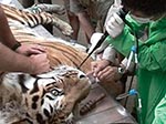 Thumbnail of Obtaining a tracheal washing of the Siberian tiger by bronchoscopy.