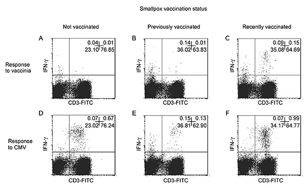 Flow cytometric analysis of T-cell responses to smallpox antigens after recent smallpox vaccination and in long-term vaccinated or not vaccinated persons. Interferon (IFN)-γ synthesis by T cells after an in vitro stimulation with vaccinia antigens was analyzed in eight healthy donors selected as recently vaccinated, long-term vaccinated, and not vaccinated persons. A representative experiment is reported in this figure. Panels A and D refer to an unvaccinated healthy donor (25-year-old white man