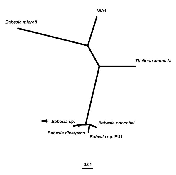 Unrooted phylogenetic tree for the complete 18S rRNA gene of selected Babesia spp. The tree was computed by using the quartet puzzling maximum likelihood method of the TREE-PUZZLE program. The scale bar indicates an evolutionary distance of 0.01 nucleotide substitutions per position in the sequence. The GenBank accession numbers for the sequences used in the analysis are as follows: B. divergens (6), AY046576; B. odocoilei, AY046577; Babesia sp. EU1 (6), AY046575; the Babesia sp. from the patien