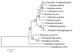 Thumbnail of Phylogenetic tree, representing position of Rickettsia heilongjiangensis. The tree was made using MEGA 2.1 software after alignment of both portions of ompA genes obtained from GenBank and sequenced during this study by GENETIX-WIN 5.1 software. The scale represents a number of substitutions per base per indicated horizontal distance. The numbers present at nodes of the tree represent the number of bootstrap replicates of 100 that display the indicated sequence groupings.