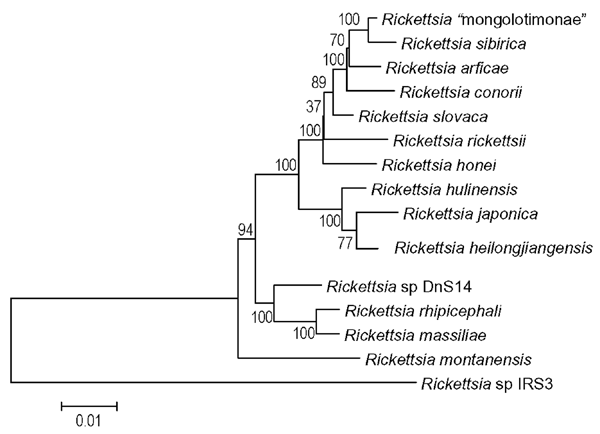 Phylogenetic tree, representing position of Rickettsia heilongjiangensis. The tree was made using MEGA 2.1 software after alignment of both portions of ompA genes obtained from GenBank and sequenced during this study by GENETIX-WIN 5.1 software. The scale represents a number of substitutions per base per indicated horizontal distance. The numbers present at nodes of the tree represent the number of bootstrap replicates of 100 that display the indicated sequence groupings.