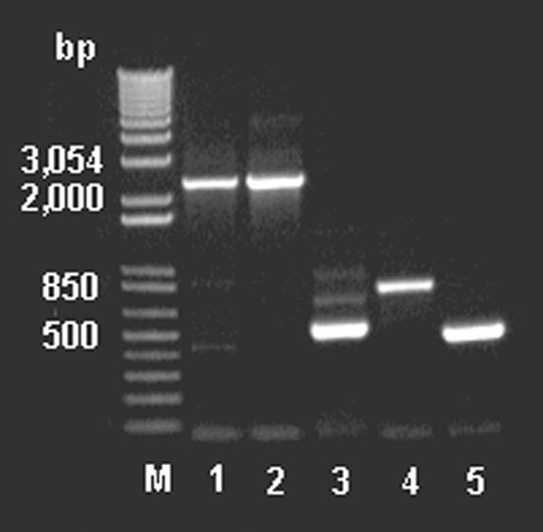 Polymerase chain reaction amplification of the partial vanHAX clusters from DNA extracted from animal feed–grade avoparcin and the antibiotic producer Amycolatopsis coloradensis NRRL 3218, and genes vanH, ddlN, and vanX from DNA extracted from animal feed grade avoparcin. M: 1 kb plus DNA ladder. Lanes 1–2: the partial van cluster (2.3–2.4 kb) amplified with primers vanH‑1 and vanX‑4; lane 1: DNA extracted from animal feed grade avoparcin; lane 2: DNA of the avoparcin producer A. coloradensis NR