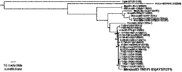 Phylogenetic tree, derived by maximum likelihood (ML) by using prM-E sequences for West Nile virus (WNV) isolates including the 2003 Mexican Raven isolate. Strains are indicated by country or abbreviated state (U.S.) followed by year and strain designation. GenBank accession nos. are in parentheses. A lineage 2 WNV strain (AY277251) was used to root the tree. Numbers indicate bootstrap values from 1,000 replicates.