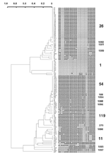 Thumbnail of Dendrogram built on 105 Mycobacterium tuberculosis clinical isolates from Delhi based on spoligotyping results using the Taxotron software package (PAD Grimont, Taxolab, Institut Pasteur, Paris). This phylogenetic tree, based on the 1-Jaccard Index (8) and drawn using the unweighted pair group method with arithmetic averages (UPGMA), shows the presence of five major shared types (ST) of spoligotypes in Delhi; ST26 (Central Asian Family 1 or CAS1), ST1 (Beijing Family), ST54 (also ne