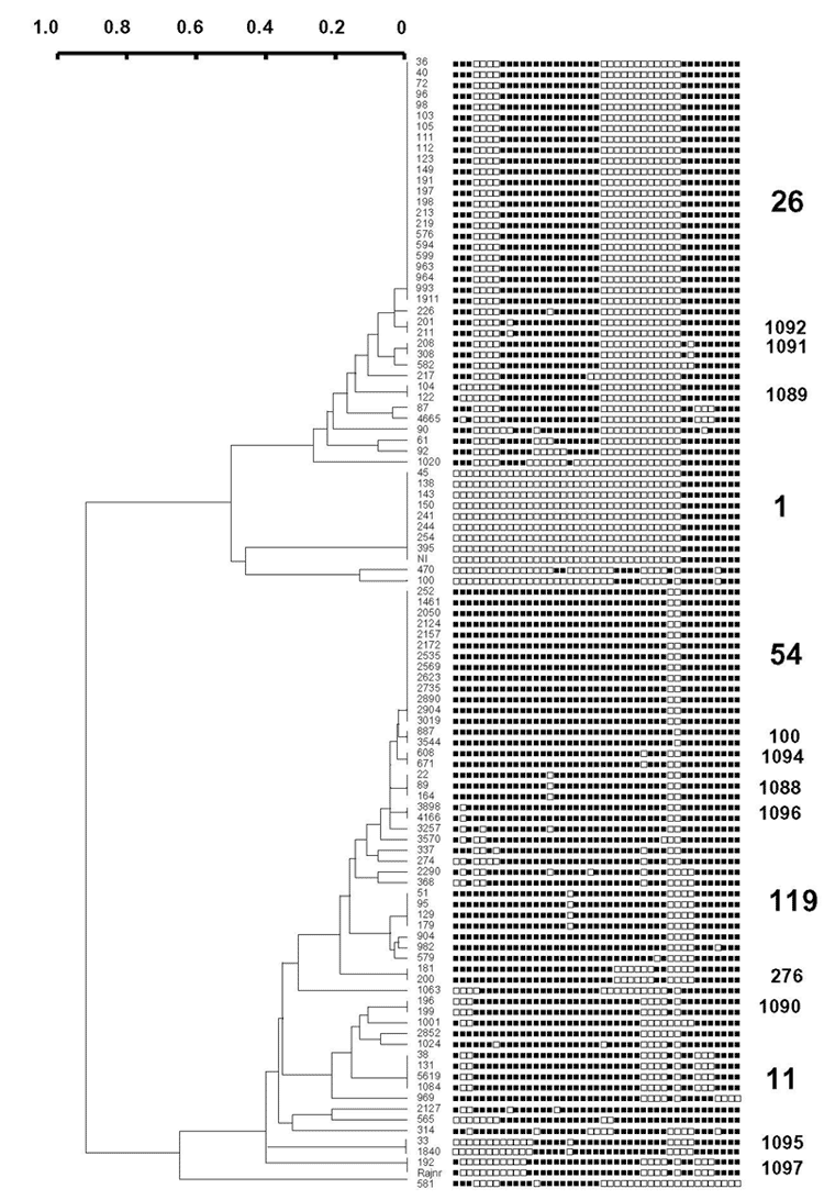 Dendrogram built on 105 Mycobacterium tuberculosis clinical isolates from Delhi based on spoligotyping results using the Taxotron software package (PAD Grimont, Taxolab, Institut Pasteur, Paris). This phylogenetic tree, based on the 1-Jaccard Index (8) and drawn using the unweighted pair group method with arithmetic averages (UPGMA), shows the presence of five major shared types (ST) of spoligotypes in Delhi; ST26 (Central Asian Family 1 or CAS1), ST1 (Beijing Family), ST54 (also newly designate