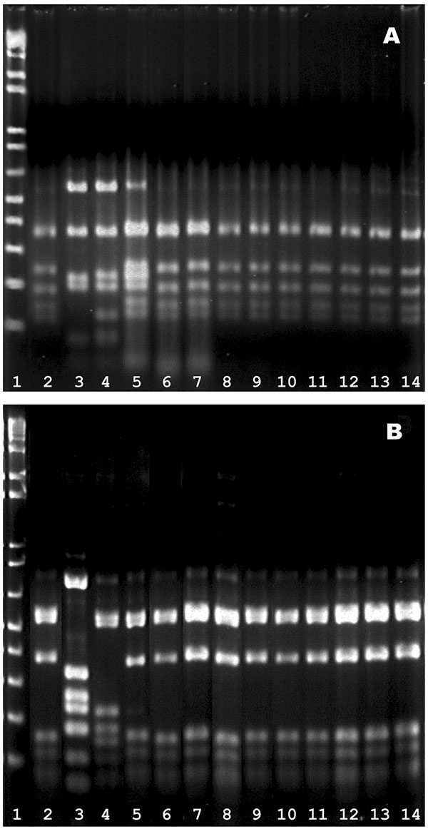 HinfI fingerprints of the pbp genes. A) pbp2b profiles. Lanes 1, marker; 2, Spain23F-1 clone (SP264, ATCC 700669); 3, a ciprofloxacin-resistant, levofloxacin-susceptible strain S1D3; 4, Spain6B clone (GM17, ATCC 700670); lane 5−14, 10 isolates of levofloxacin_resistant pneumococci (S3F7, S2H9, S1B7, S1B9, S1D5, S2D6, S1D2, S2F3, 186G1, and 216D2 respectively); B) pbp2x profiles. The lanes were arranged in the same sequence as in (A).