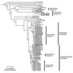 Thumbnail of Phylogenetic tree of the Venezuelan equine encephalitis virus (VEEV) complex derived from partial PE2 gene sequences of Peruvian VEEV isolates and homologous sequences published previously, using the neighbor joining program implemented in PAUP 4.0 (22). The tree was rooted using an outgroup comprised of four major lineages of Eastern Equine Encephalitis virus (26). Virus strains are labeled by VEE complex subtype, abbreviated country (FL=Florida, USA) and year of isolation, followe