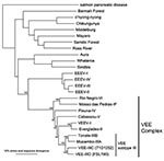 Thumbnail of Unrooted phylogenetic tree of the Venezuelan equine encephalitis virus (VEEV) complex and other representative alphaviruses derived from complete structural polyprotein sequences using the neighbor joining program implemented in PAUP 4.0 (22). Viruses are labeled by species according to the International Committee for Taxonomy of Viruses (27). VEEV subtype IIIC and IIID strain names are in parentheses. Numbers indicate bootstrap values for clades to the right.