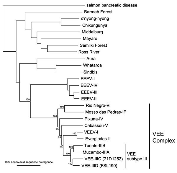 Unrooted phylogenetic tree of the Venezuelan equine encephalitis virus (VEEV) complex and other representative alphaviruses derived from complete structural polyprotein sequences using the neighbor joining program implemented in PAUP 4.0 (22). Viruses are labeled by species according to the International Committee for Taxonomy of Viruses (27). VEEV subtype IIIC and IIID strain names are in parentheses. Numbers indicate bootstrap values for clades to the right.