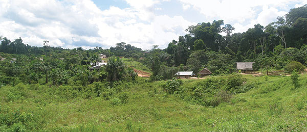 A typical view of a rural village areas near Iquitos. Near Villa Buen Pastor, located 21 km along the major (unfinished) road that leads from Iquitos to Nauta, substantial secondary growth of forest is evident after removal of primary forest for human agricultural and living activities. One must walk approximately 1–2 km from the road to get to the village and a further 1–2 km from Villa Buen Pastor to Moralillo, another village studied in this report.