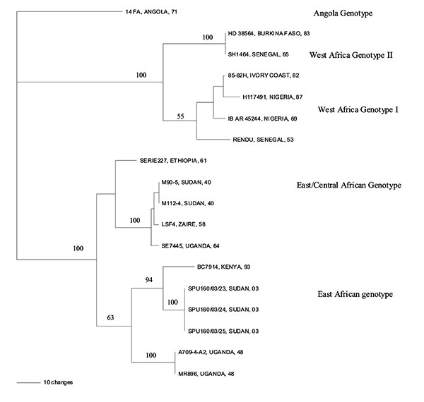 Phylogenetic tree showing the relationship between yellow fever virus circulating during the outbreak in southern Sudan in 2003 and other isolates from previous outbreaks in Africa, determined by using a 572-bp region of the genome, a weighted parsimony method and Phylogenetic Analysis Using Parsimony (PAUP) software. Node values indicate bootstrap confidence values generated from 100 replicates (heuristic search).