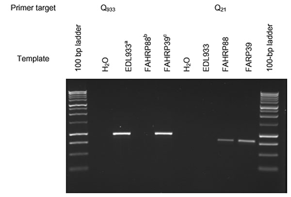 Ethidium bromide–stained gel of the amplification products obtained from Q933-595 and Q21-595 polymerase chain reactions. aEDL933, human isolate (ATCC43895). Obtained from the STEC Center, Michigan State University. bFAHRP88, isolated from Ohio dairy cow. cFAHRP39, human isolate (E29962) (12).