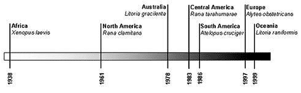 Time bar indicating when chytridiomycosis first appeared in the major centers of occurrence in relation to each other. Following a 23-year interruption in occurrences after the Xenopus laevis infection in 1938, records outside Africa appear with increasing frequency up until the present; North America (22), Australia (2,23), South America (5), Central America (24), Europe (6), Oceania (New Zealand) (25).