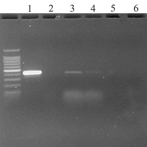Ethidium bromide stained agarose gel of ORF 1b standard reverse transcription–polymerase chain reaction (RT-PCR) products from oropharyngeal swabs of two chickens day 1 after injection. Key: 1) Positive control (severe acute respiratory syndrome coronavirus from Vero E6 culture); 2) Negative control (water); 3) and 4) Oropharyngeal swabs from chickens 337 and 341 at 1 days after injection; 5) Cloacal swab from turkey at day 2 after injection; and 6) Negative control from cloacal swab of turkey d