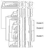 Thumbnail of Dendrogram depicting the DNA fingerprints of Salmonella enterica serovar Paratyphi B dT+ identified from 2000 through 2002. Multidrug-resistant clonal groups labeled clusters 1 to 3 are shown.