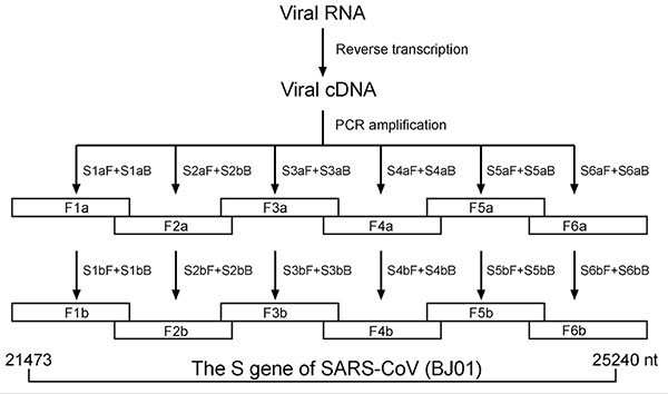 Diagram showing amplification of six overlapping fragments covering full-length spike gene sequence of severe acute respiratory syndrome–associated coronavirus by nested reverse transcriptase–polymerase chain reaction.