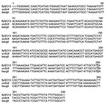 Thumbnail of Alignment of BhCS.781p/BhCS.1137n gltA gene amplicons for 328 bp of Bartonella henselae type H (GenBank accession no. baoglt), B. henselae type M (isolate ucd-U4) from a California cat and the stable fly DNA extract (fly-SO13). The highlighted region indicates base pair difference.