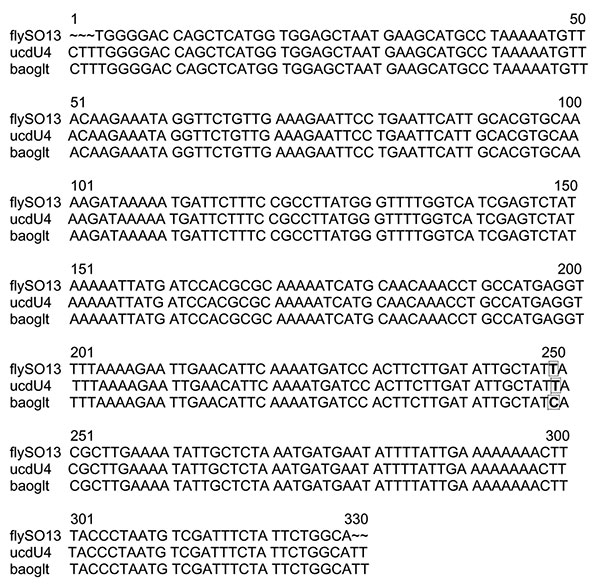 Alignment of BhCS.781p/BhCS.1137n gltA gene amplicons for 328 bp of Bartonella henselae type H (GenBank accession no. baoglt), B. henselae type M (isolate ucd-U4) from a California cat and the stable fly DNA extract (fly-SO13). The highlighted region indicates base pair difference.