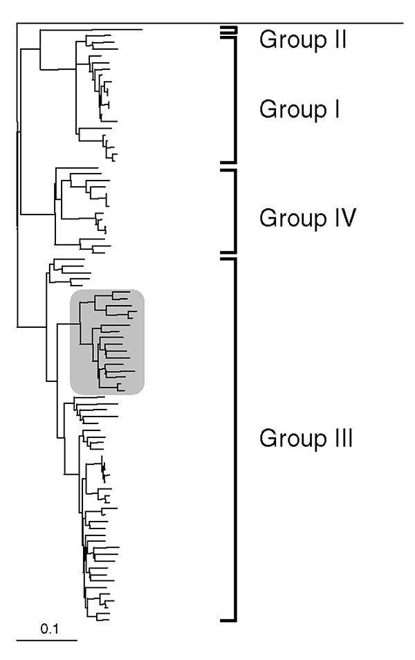 Outline of dendrogram of selected partial nucleotide sequences of ORF-2 region of swine and human hepatitis E virus (HEV) isolates (300 nt). Avian hepatitis E virus (AY043166) was chosen as an outgroup for these analyses. Genotypic groupings are indicated. Clustering of the human UK HEV isolate and closely related sequences is highlighted within shaded area (Figure 2).