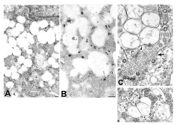 Ultrastructural characteristics of double-membrane vesicles. A) Immunogold labeling of viral proteins by using hyperimmune mouse ascitic fluid (12 nm gold) in areas of cytoplasm in close proximity to the double-membrane vesicles. B) Ultrastructural in situ hybridization detection of viral mRNA, genRNA, or both (6 nm gold) in the same areas and also at times associated with diffuse granular material within the double-membrane vesicles. C) Double-membrane vesicles showing several single-membrane v