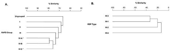 Simplified dendrograms illustrating the genetic relationship between human and bovine group B streptococcus. A) Dendrogram of Quebec sample derived by randomly amplified polymorphic DNA (RAPD) analysis; adapted from (7). All RAPD groups contain bovine serotype III GBS, but those marked by an asterisk also contain human isolates (see Table 2). B) Dendrogram of human restriction digest pattern types (RDP) of serotype III GBS derived by analysis of RDP of genomic DNA created by digestion with restr