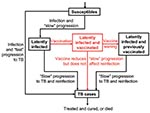 Thumbnail of Flow-diagram of preexposure tuberculosis (TB) vaccine model. States and processes that relate to the vaccine are shown in red. Equations are given in the Appendix.