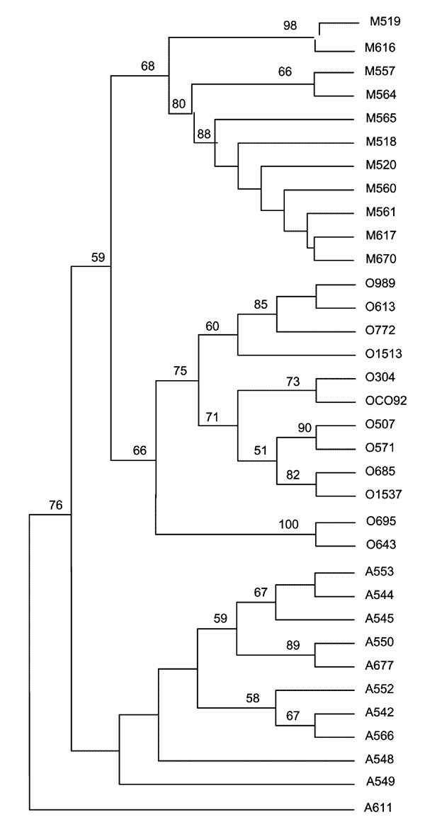 Unrooted tree showing the phylogenetic relationships among the 35 studied Yersinia pestis isolates inferred from sequence analysis of the combination of the eight intergenic spacers using the unweighted pair group method with arithmetic mean method. O, Y. pestis Orientalis biovar; M, Y. pestis Medievalis biovar; A, Y. pestis Antiqua biovar. Numbers refer to the isolate number as in Table 1.