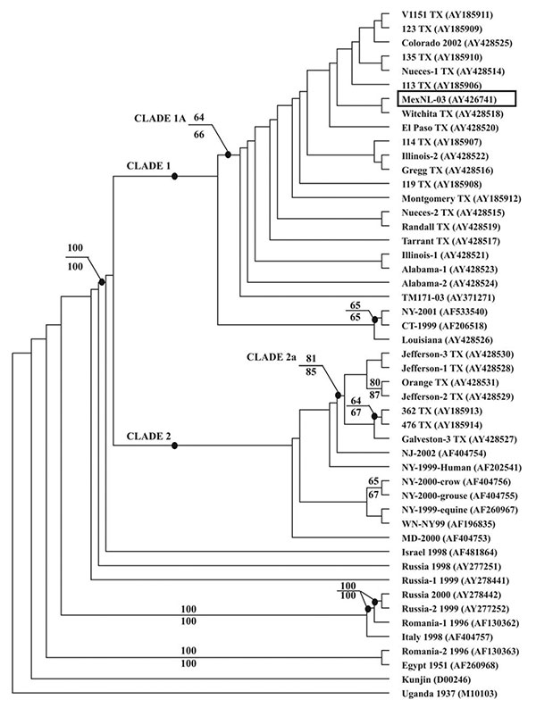 Phylogenetic analysis of West Nile virus (WNV) from Nuevo Leon State, Mexico. Phylogenies were estimated using the program MRBAYES, version 2.0 (15). Sampling of trees from the posterior probability distribution used the Metropolis-coupled Markov chain Monte Carlo algorithm to allow running of multiple Markov chains. A run with four chains was performed for 90,000 generations, under a general time-reversible model (all six types of substitutions occur at different rates) with parameter value est
