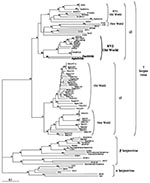 Thumbnail of Phylogenetic tree resulting from analysis of selected 351-bp fragments of herpesvirus DNA polymerase gene, which is available for all viruses. The DNA sequences were first aligned by using ClustalX (nonphylogeneticaly informative gaps were manually removed), then the phylogeny was derived by the neighbor-joining method applied to pairwise sequence distances calculated by the Kimura two-parameter method (transition-to-transversion ratio set at 1.15 as expected by a previous Maximum L