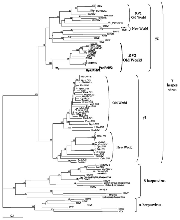 Phylogenetic tree resulting from analysis of selected 351-bp fragments of herpesvirus DNA polymerase gene, which is available for all viruses. The DNA sequences were first aligned by using ClustalX (nonphylogeneticaly informative gaps were manually removed), then the phylogeny was derived by the neighbor-joining method applied to pairwise sequence distances calculated by the Kimura two-parameter method (transition-to-transversion ratio set at 1.15 as expected by a previous Maximum Likelihood ana