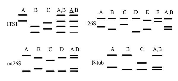 Schematic representation of the single-strand conformation polymorphism (SSCP) patterns of four variable regions used to type Pneumocystis jirovecii. Each lane corresponds to a hypothetical sample. All simple patterns with two bands for each region are shown. Each uppercase letter represents a simple SSCP pattern. For each region, the complex SSCP pattern A,B corresponding to the superimposition of simple patterns A and B is represented. The complex ITS1 pattern A,B, is demonstrated, in which pa
