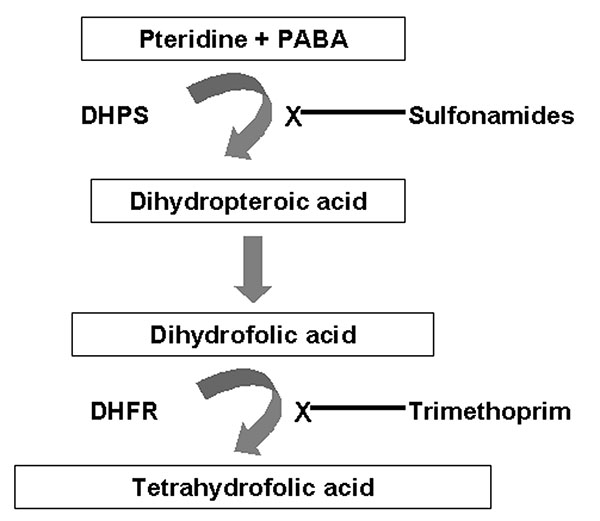 Inhibition of folate synthesis by sulfonamides and trimethoprim. PABA, paraaminobenzoic acid; DHPS, dihydropteroate synthase; DHFR, dihydrofolate reductase.