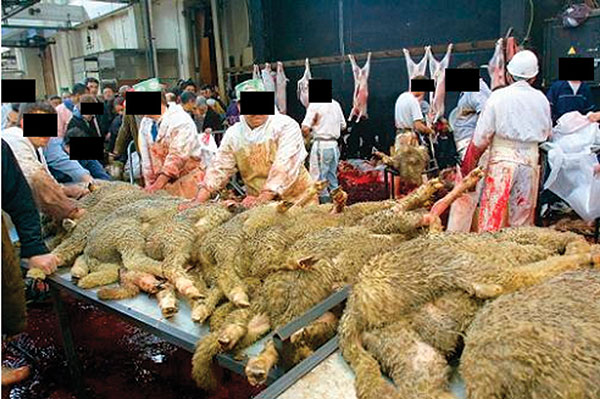 The Aid El Khebir sheep sacrifice in the abandoned Marseilles slaughterhouse.