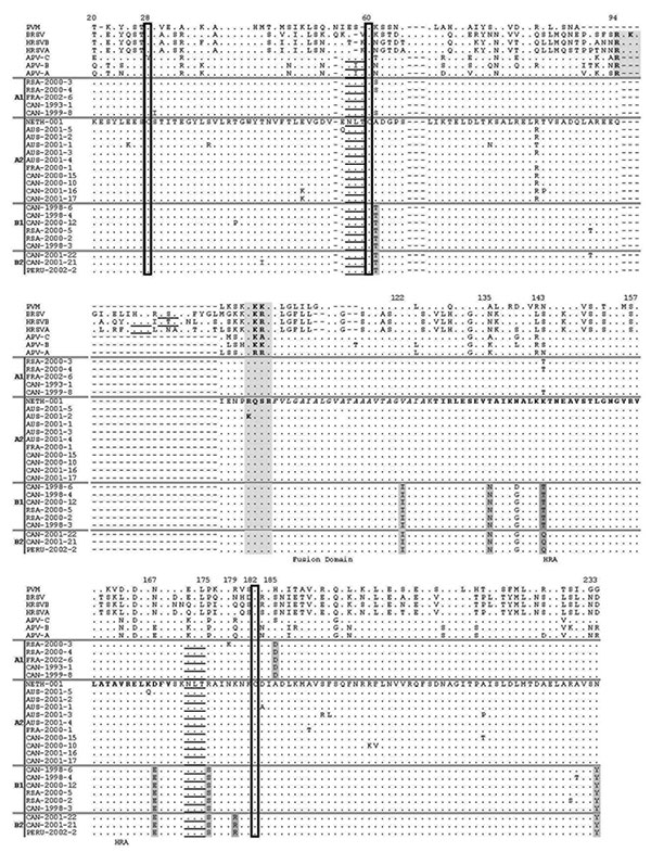 Amino acid sequence alignment of the fusion (F) protein of various human metapneumovirus (HMPV) strains and other paramyxoviruses. Amino acid numbering is based on the sequence of the HMPV strain NETH-001 (GenBank accession no. AF371337). Amino acids shown are those different than NETH-001. Boxed residues represent conserved cysteines. Potential N-glycosylation sites are underlined. The fusion domain is indicated by italics in the consensus sequence, whereas the heptad repeat A region is indicat