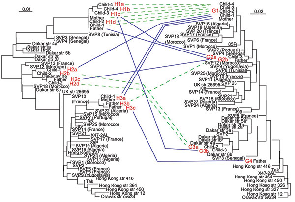 Relationships and genetic transfer hypotheses for the hspA and glmM alleles from Helicobacter pylori strains infecting members of the family. The phylogenetic trees based on hspA (left) and glmM (right) sequences were built by the maximum-likelihood method. The hspA sequences shown here originate from the same 47 strains from which the glmM sequence was determined. The names given to the sequences for family genes correspond to the name of the family member followed by the allele number. Dashed