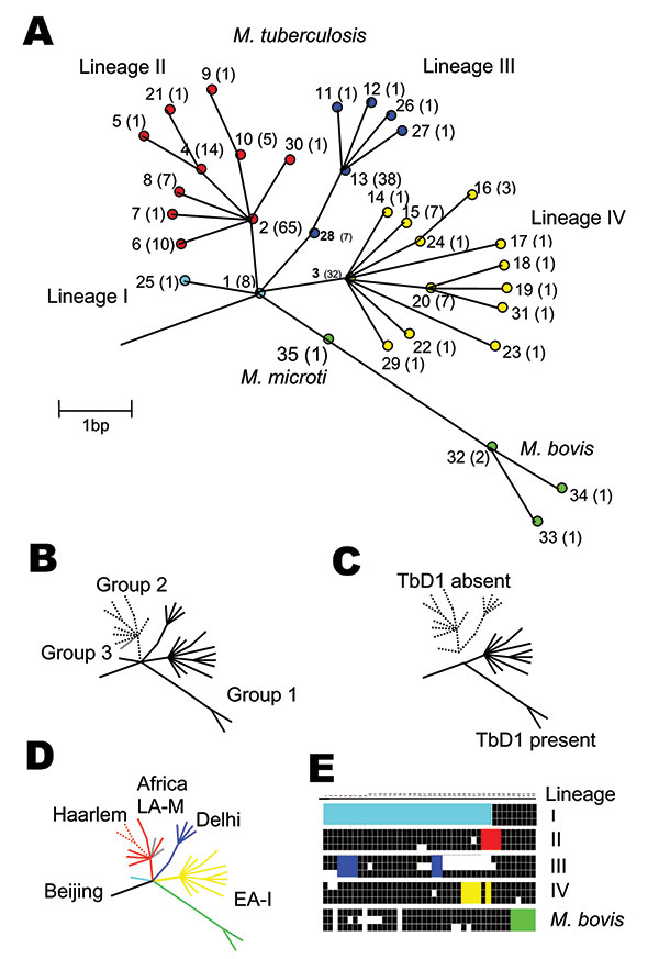 Unifying phylogeny for Mycobacterium tuberculosis. A) Maximum parsimony tree of M. tuberculosis and M. bovis based on 37 silent single-nucleotide polymorphisms in 225 isolates. Synonymous sequence types (SST) are marked 1–35. The frequency of each SST is marked in parentheses. The nodes of the major lineages are highlighted: lineage I (cyan), lineage II (red), lineage III (blue), lineage IV (yellow), and M. bovis (green). The colors correspond to those in Figure 2. Note both M. africanum Type I