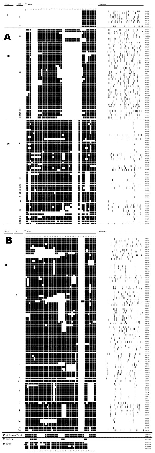 Relationship between Mycobacterium tuberculosis synonymous sequence type (SST), and lineage (left hand column), spoligotype pattern (middle column), and IS6110 restriction fragment length polymorphism.