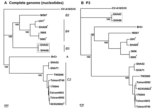 Phylogenetic trees showing genetic relationships among Human Enterovirus 71 (HEV71) isolates. The neighbor-joining trees were constructed from alignment of the whole genome sequences (panel A) and nucleotide sequences of P3 (nucleotides 5067­7325), (panel B). The bootstrap values are shown as percentage derived from 1,000 samplings, and the scale reflects the number of nucleotide substitutions per site along the branches. Isolates from fatal cases are denoted with asterisks.