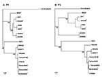 Thumbnail of Phylogenetic trees showing genetic relationships among Human Enterovirus 71 (HEV71) isolates. The neighbor-joining trees were constructed from alignment of nucleotide sequences of P1 (nt 747-3332) (panel A) and P2 (nt 3333-5066) (panel B). Bootstrap values are shown as percentage derived from 1,000 samplings, and the scale reflects the number of nucleotide substitutions per site along the branches. Isolates from fatal cases are denoted with asterisks.
