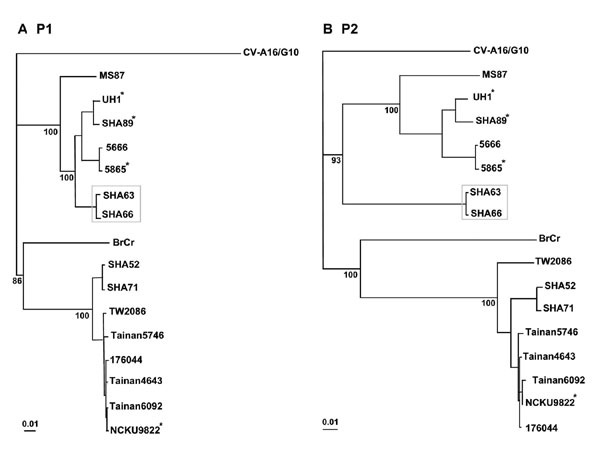 Phylogenetic trees showing genetic relationships among Human Enterovirus 71 (HEV71) isolates. The neighbor-joining trees were constructed from alignment of nucleotide sequences of P1 (nt 747-3332) (panel A) and P2 (nt 3333-5066) (panel B). Bootstrap values are shown as percentage derived from 1,000 samplings, and the scale reflects the number of nucleotide substitutions per site along the branches. Isolates from fatal cases are denoted with asterisks.