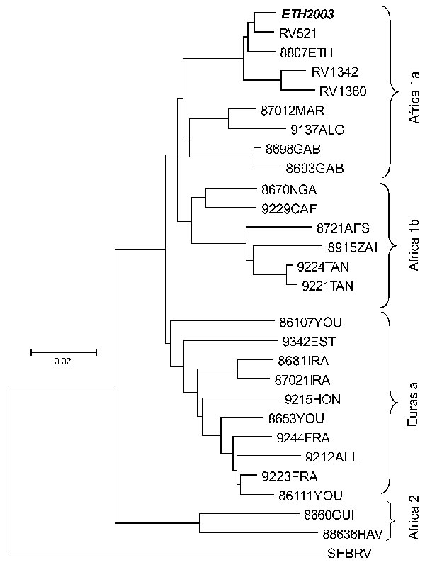 Neighbor-joining phylogenetic tree of African and Eurasian rabies virus samples, rooted with silver-haired bat rabies virus variant (SHBRV), based on a 400–base pair region of the nucleoprotein gene. The sample names are given according to GenBank records.