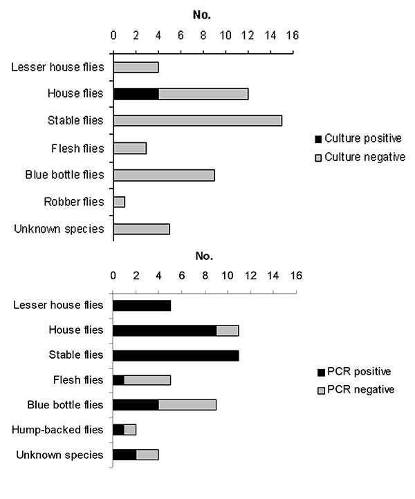 Campylobacter-infected flies captured around a broiler house in Denmark. Flies are grouped according to species. Campylobacter-positive and -negative by A, Campylobacter bacteriologic culture, and B, nested polymerase chain reaction.
